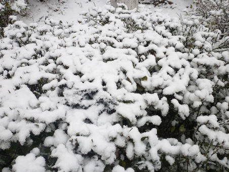 力久电机花坛植被上的降雪